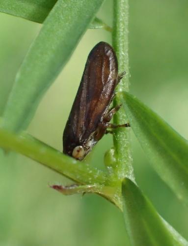 Philaenus spumarius